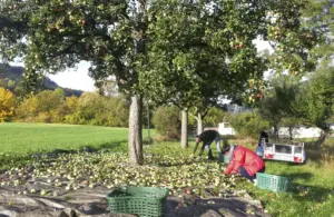 Apfelernte auf einer Streuobstwiese bei Lichstedt