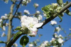 Apfelblüte vor blauem Himmel